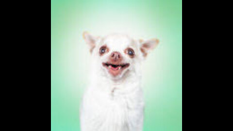 Funny Dog Fight Videos Chicken VS Dog Fight