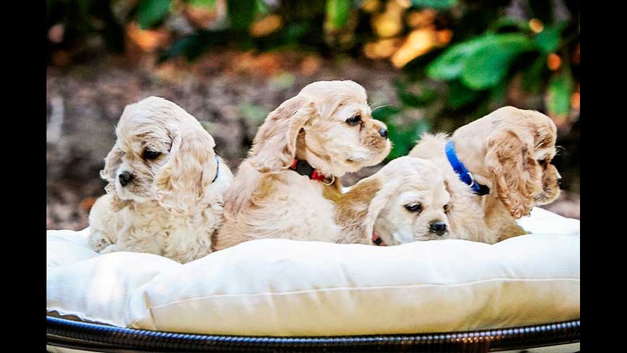 Cuttin Blue Farms | Dog training, Breeder, Adoptions store in San Diego