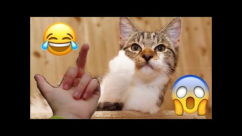 Funny moment of cats