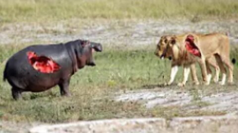 LIONS BATTLE HIPPOS