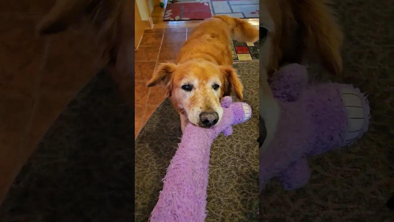 Please Play with Me? #best #dog #goldendays #goldenretriever Titan age 12