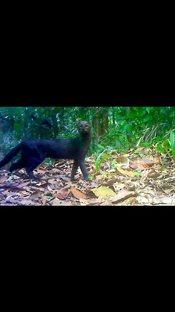 Jungle Animals Trail Cam PickUp || Ocelot and Jaguarundi Cats || Browning Trail Camera