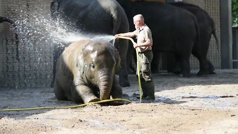 Elephant training video