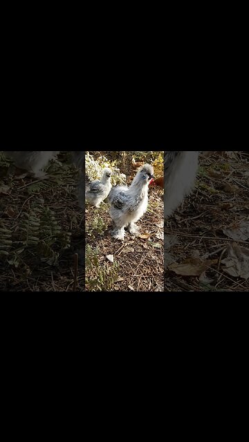Baby Chickens | Silkies #shorts
