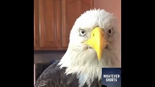 Rescuing a Bald Eagle from a Kentucky Backyard #shorts #animals #birds #rescue #kentucky