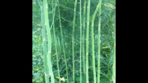 my asparagus forest