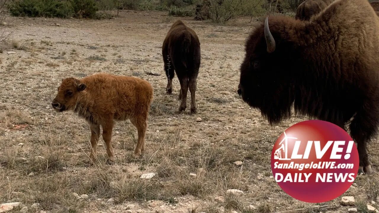 LIVE! Daily News | See the Little Baby Bison Just Born