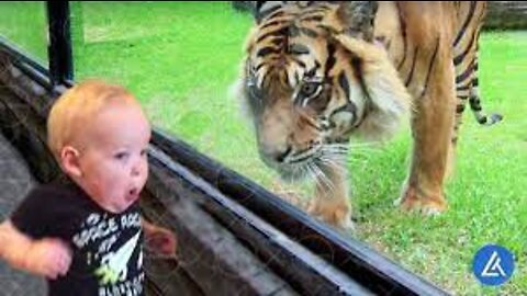 Babies at the zoo - You can't stop laughing