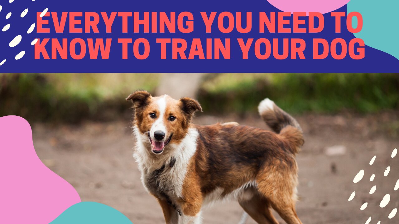 Everything You Need to Know to Train Your Dog – Training Exercises for Dog