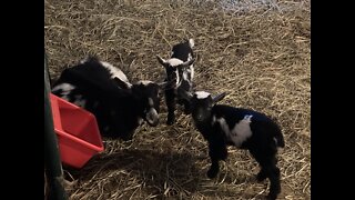 ADGA Nigerian Dwarf Goats Playing