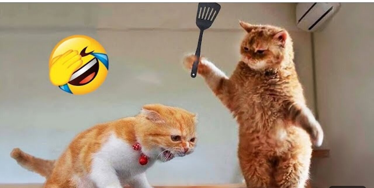 Animal funniest video 🤣