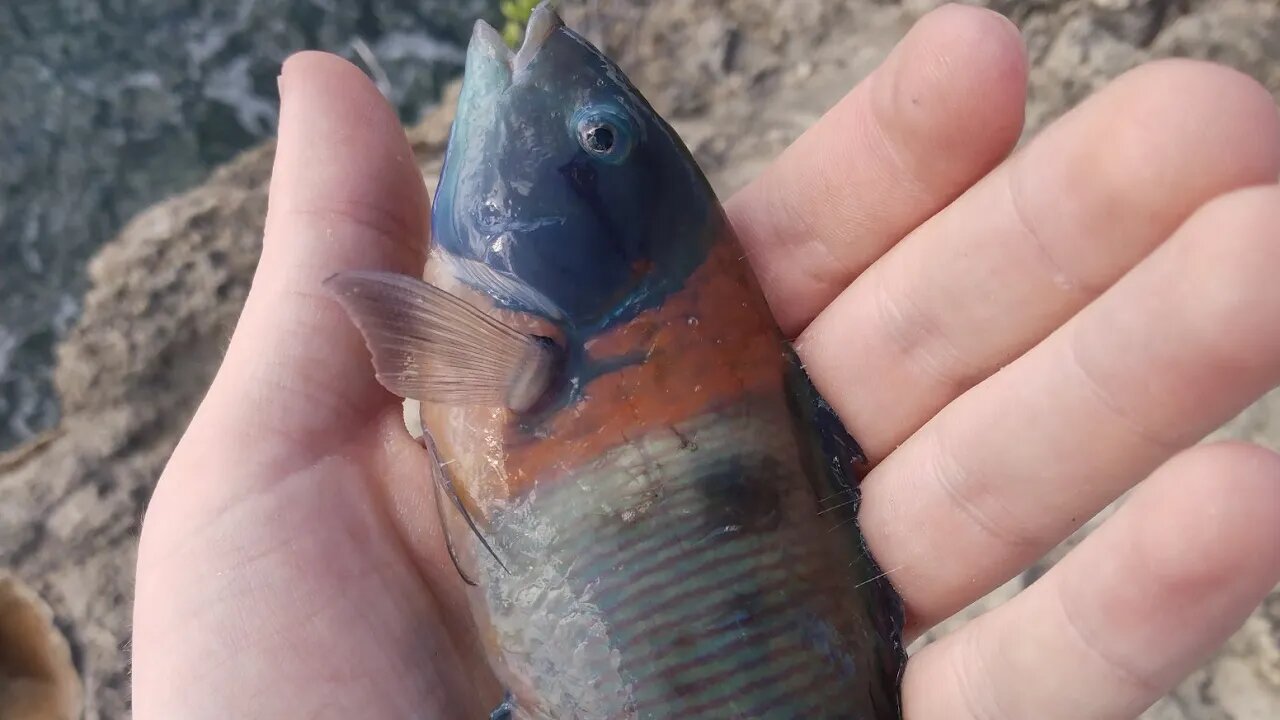 Fishing for Reef fish in Hawaii!