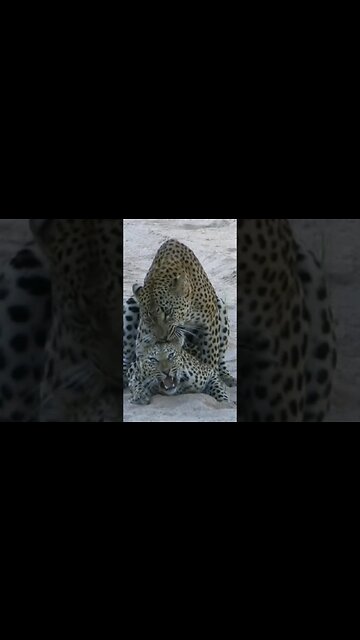 Leopard Lovebite! | #shorts #shortsafrica #septdailyshorts