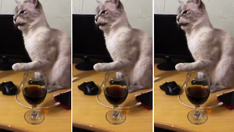 Cat has hilarious reaction after trying cola for the first Time