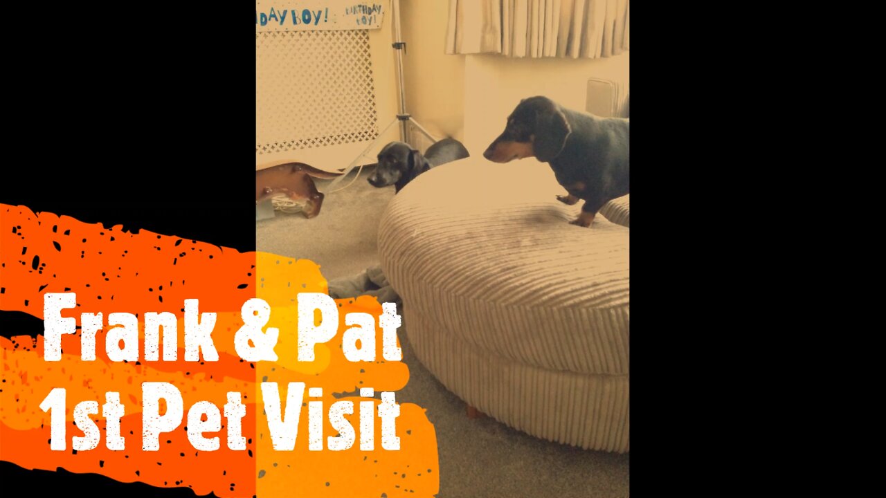 Frank & Pat 1st Happy Doggy Pet Visit