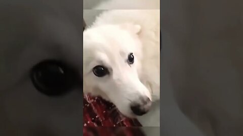 Try Not To Laugh Dog Funny Dog Videos #Shorts