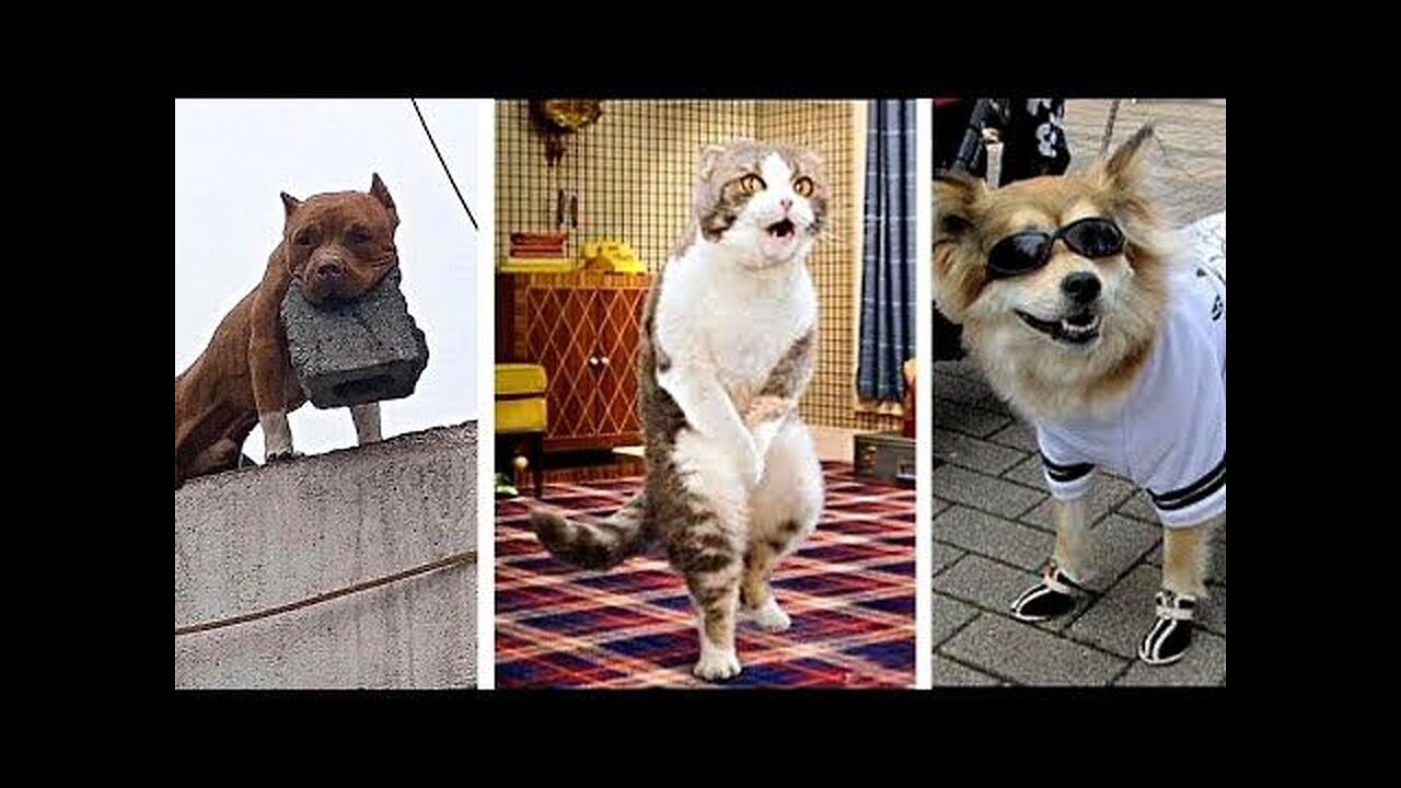 Funny videos | Dogs funny viral videos