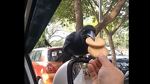 Ce corbeau est des plus sociables