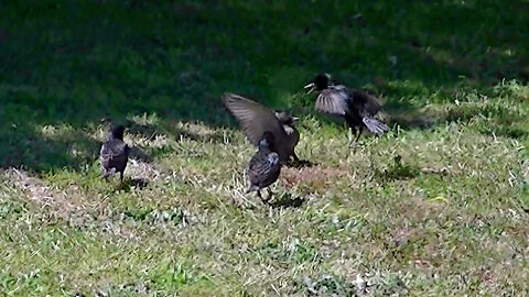 IECV NV #615 - 👀 Starlings In The Back Yard 6-9-2018