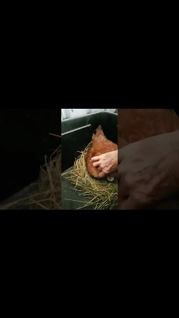 Forest now has about 8 chicks hatched 20th April 2023