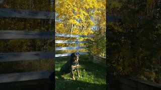 Rottweiler Relaxing In The Autumn Breeze 💖💛 #rottweiler #shorts