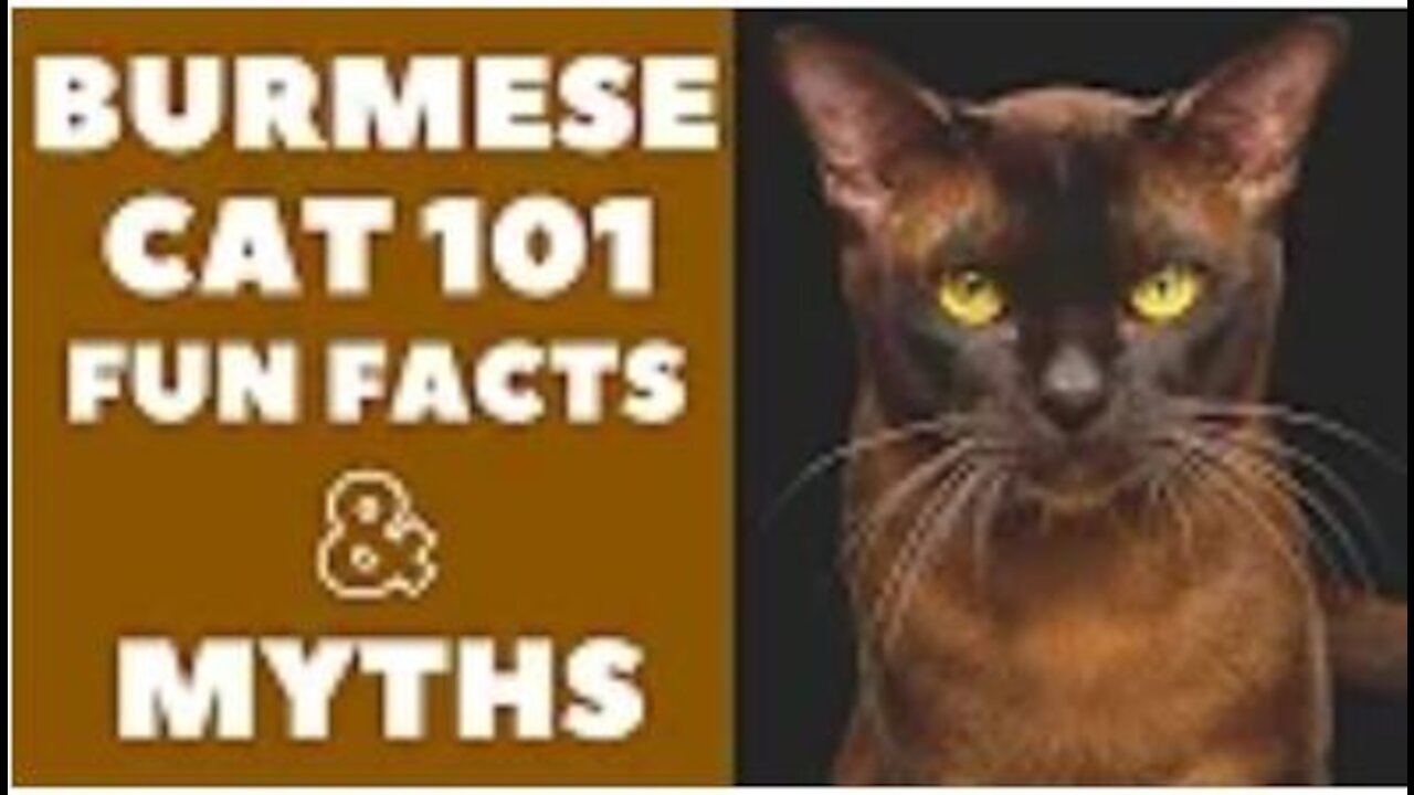 Burmese Cats 101 : Fun Facts & Myths