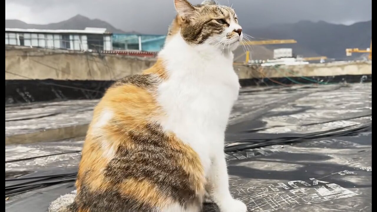 The wind is so strong that the cat will be blown away