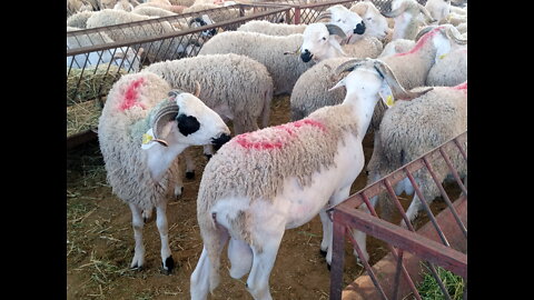 Huge sheep masha allah