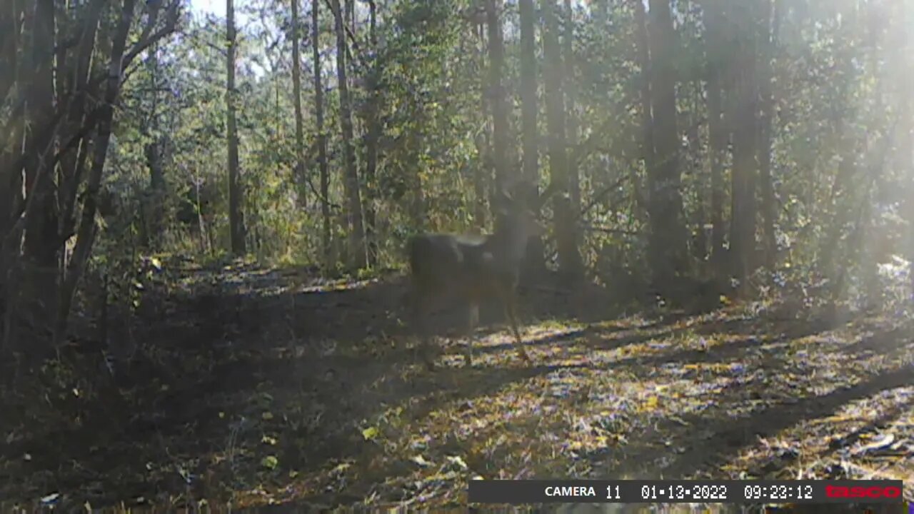 Nice Buck Crossing. It's only a matter of time!