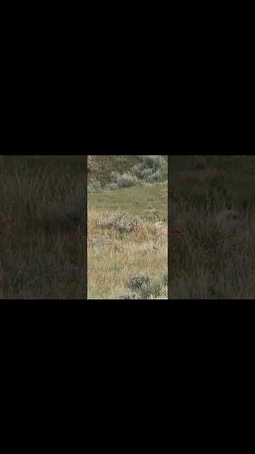 Hunting Coyotes #shorts #dog #animals #hunter #196