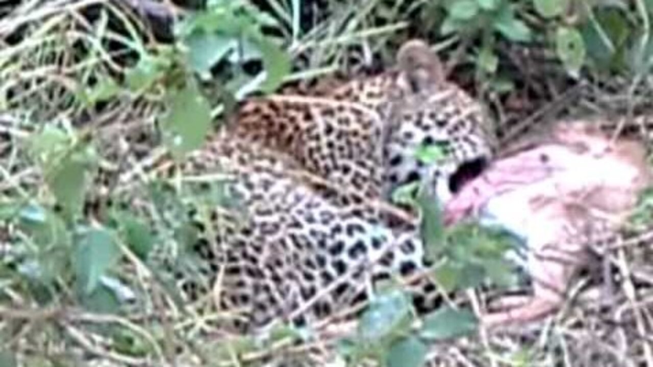 Leopard Cub Feeding On An Impala | South African Safari