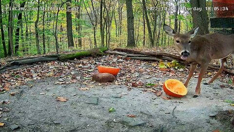 Pumpkins are yummy !