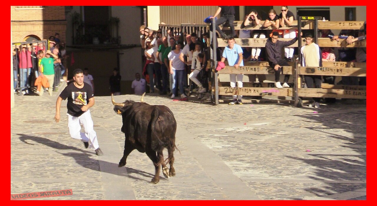 ÁGREDA ( SORIA ) MATINAL VACAS EN CALLE ( LUNES 2 OCTUBRE 2023 ) GANAD.ARRIAZU