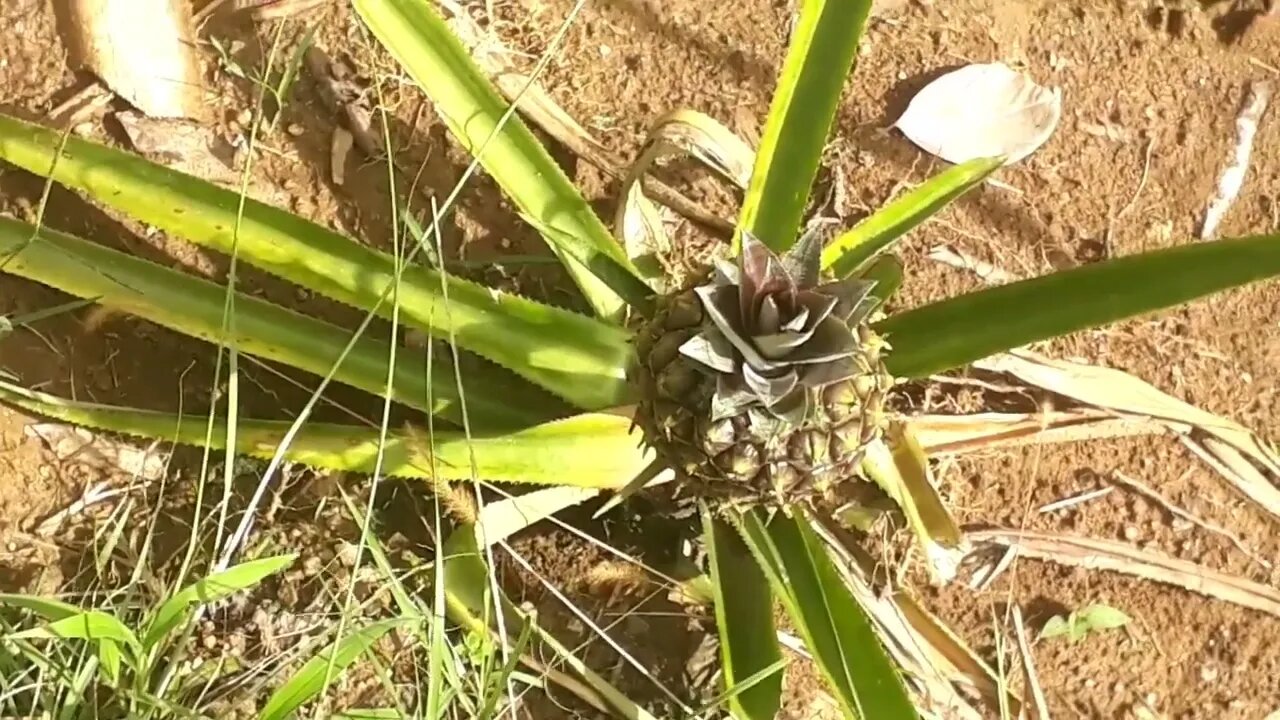 Abacaxi plantação de abacaxi Abacaxizeiro