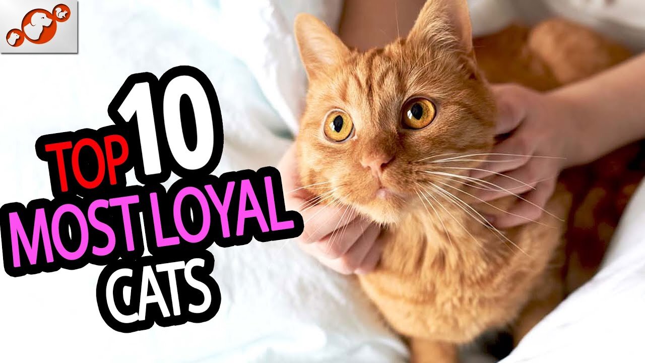 Most Loyal Cats - TOP 10 Most Loyal Cat Breeds In The World!