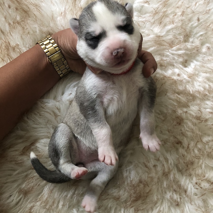 Newborn Husky Puppies Adorably Sleep On Their Tired Mama