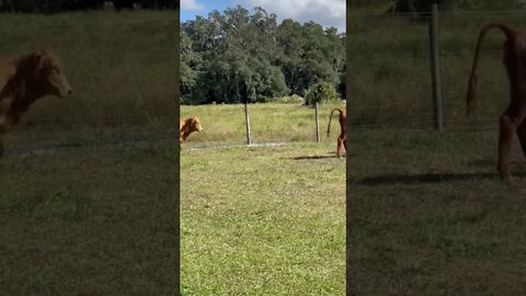 Three Amigos, time to get big! #cow #cows #cattle #shorts