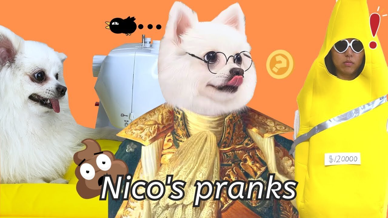 Nico’s wonderful video collection will give you an unexpected ending! Funny Dog