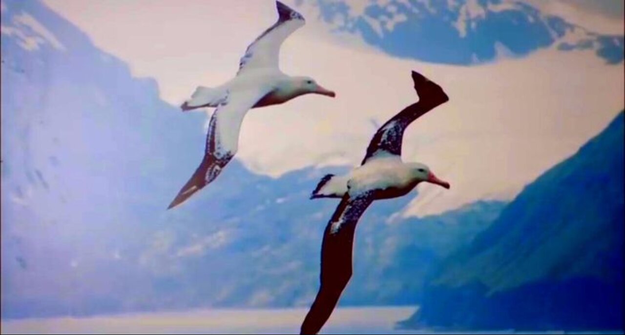 Sanem's ALBATROSS ||Erkenci Kus || Early Bird || Day Dreamer EP01