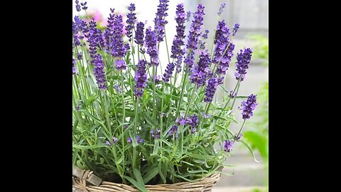 Flor de Lavanda