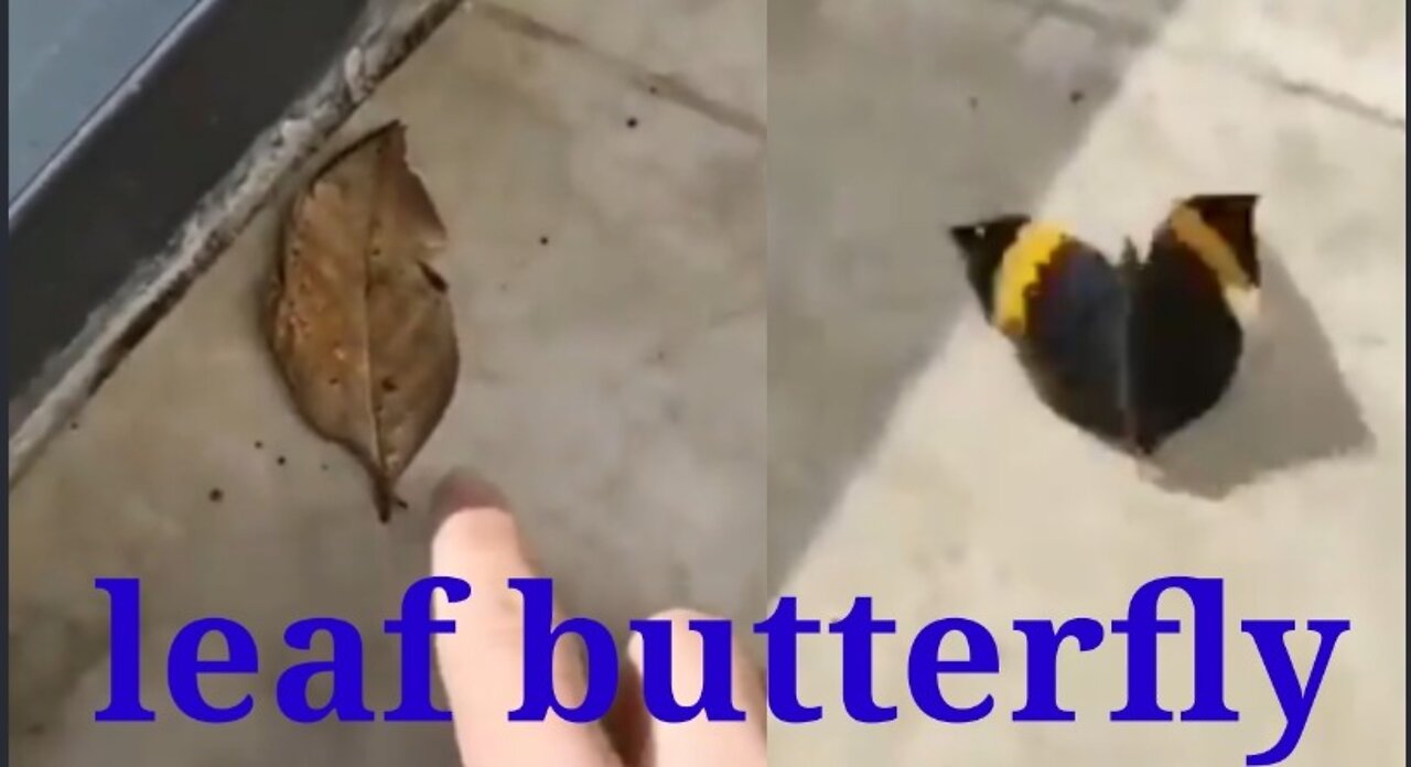 Leaf butterfly