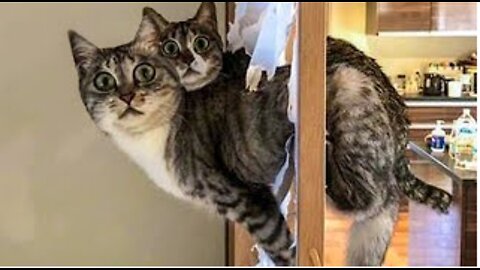 Funniest 😻Cats And 🐶 Dogs - Try Not To Laugh - Funny Pet Animals