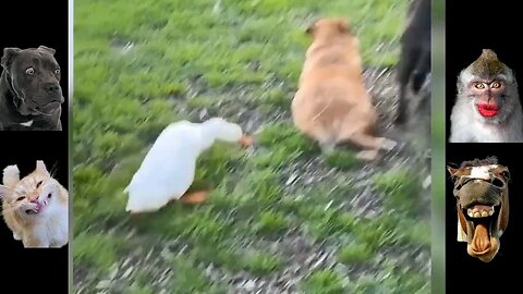 animals funn