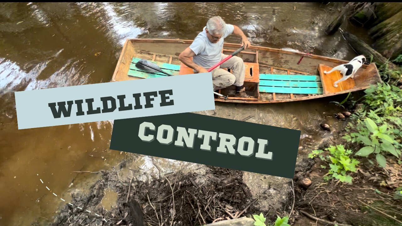 Wildlife Control: Beaver Dams and Hog Traps!