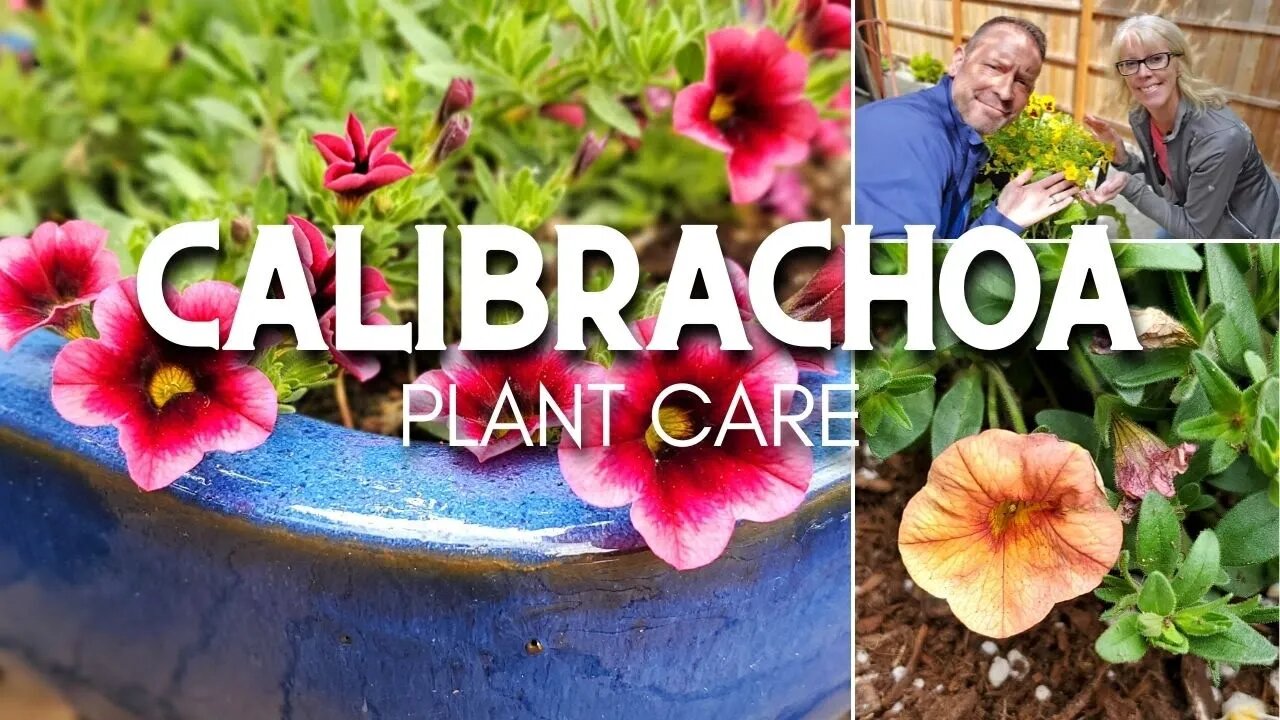 😃 Calibrachoa Care | Friday Plant Chat 😃