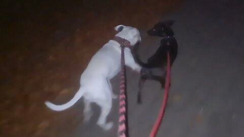 Walk FLAX visiting. Jocko bred Irish Staffordshire Bull Terrier and Patterdale Terrier. Bull & Fell