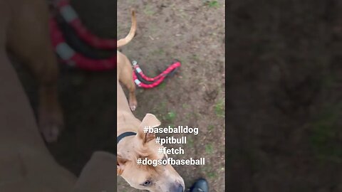 Early work with my pups. #baseball #fundamentals #earlywork #fetch #dogs #dogshorts #pitbull