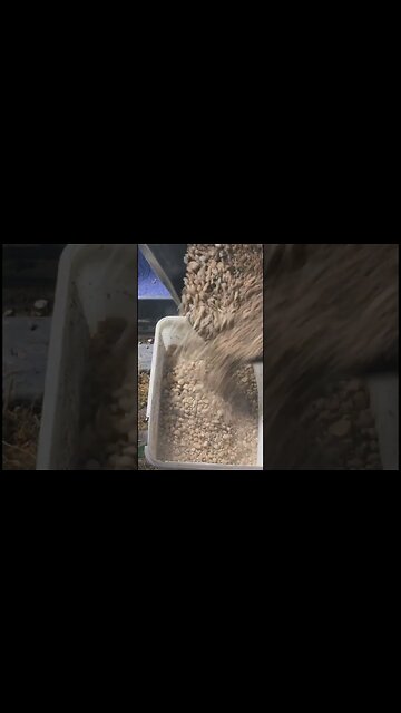 Ficus Bonsai #shorts