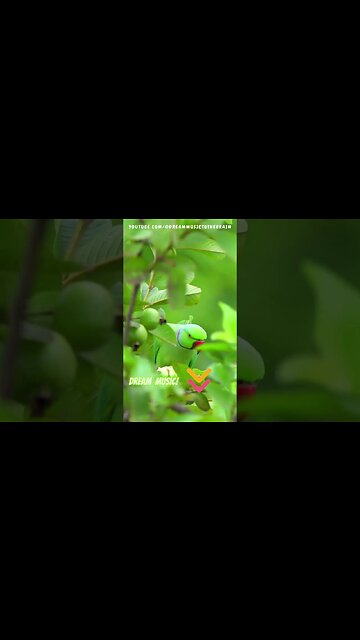 Beachside Serenity: Tropical Lounge 2023 🌴 Best Chill Out Music for a Relaxing Summer Vacation 🏖️🎶