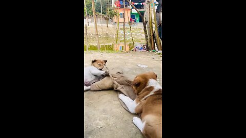 Dogs